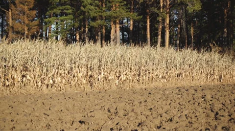 Corn field 14 Stock Footage 31985703