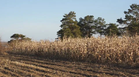 Corn field 15 Stock Footage 31985269
