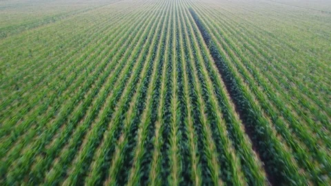 Corn field 2 Stock-Footage 202204530