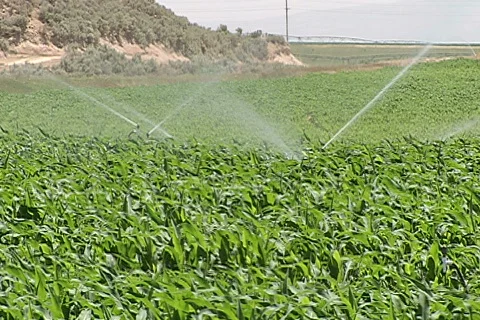Corn Field 4 Stock Footage 333094