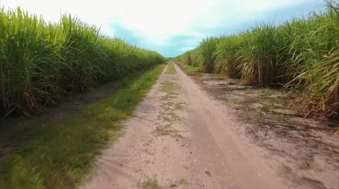 Corn Field 4K Aerial View Stockbeeldmateriaal 63355521
