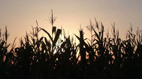 Corn field _2 Stock Footage 26967690