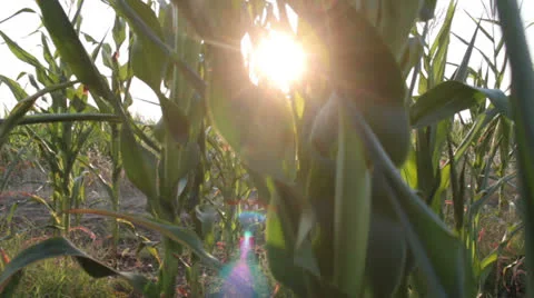 Corn field _32 Stock Footage 27033601