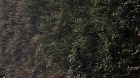 Corn field _4 Stock Footage 27001397