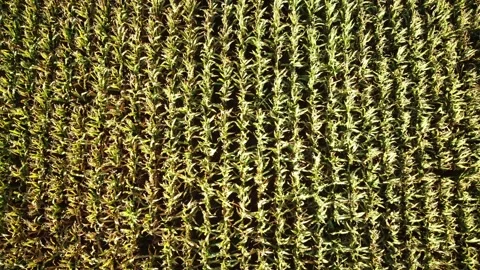 Corn field from above Stock Footage 161153135