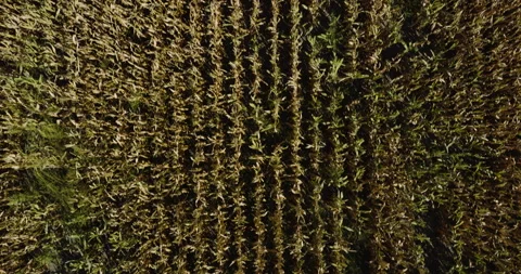 Corn Field From Above At Hassard Elevator In Monroe City, Missouri, United Stock Footage 325689700