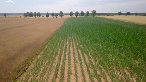 Corn field from above, maize growing on field - aerial landscape. Stock Footage 247336555