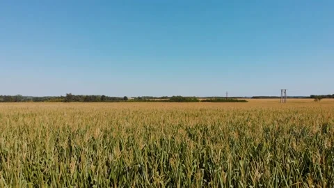 Corn Field Aerial 4K Stock Footage 233297495