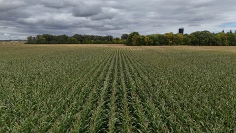 Corn Field Aerial Drone Backward Flight Farm Silo Horizon Manitoba Canada Stock Footage 345619487