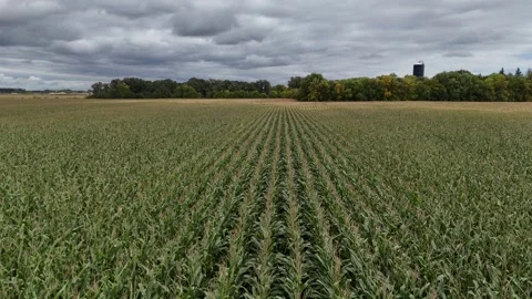 Corn Field Aerial Drone Forward Flight Farm Silo Horizon Manitoba Canada Stock Footage 345618911