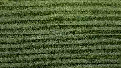 Corn field, aerial drone view. Maize field in summer. Agriculture. Stock Footage 317539947