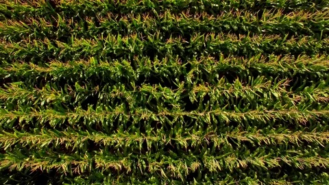 Corn Field Aerial Elevating Vídeos de archivo 70864803