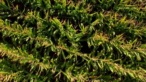 Corn Field Aerial Elevating with Rotation Vídeos de archivo 70866305