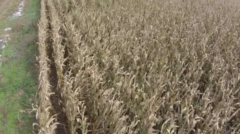 Corn Field Aerial Stock Footage
