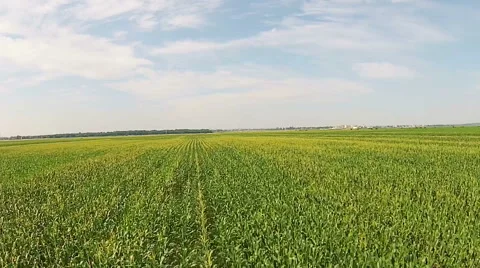 Corn field aerial Stock-Footage 52068152