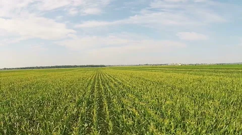 Corn field aerial Stock Footage 52068173