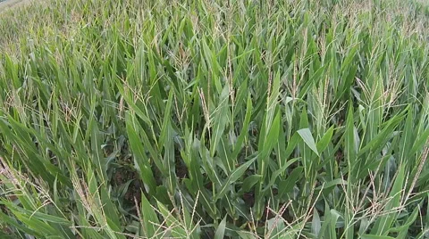 Corn Field Aerial  Stock Footage 58799687