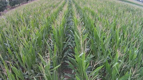 Corn Field Aerial  Stock Footage 58799697