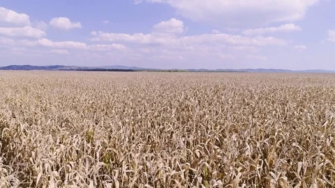 Corn field aerial Stock Footage 82533616