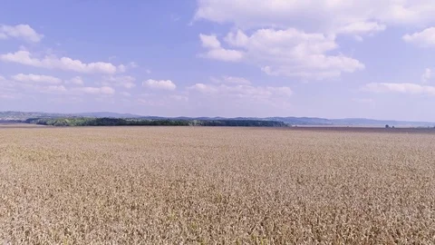Corn field aerial Stock Footage 82534462
