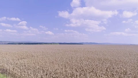 Corn field aerial Stock Footage 82588861