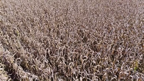 Corn field aerial Stock Footage 82588920