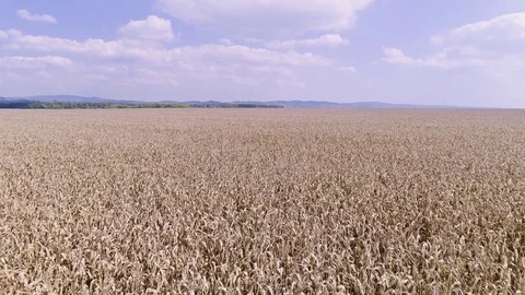 Corn field aerial Stock Footage 82589928