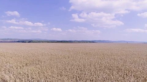 Corn field aerial Stock Footage 82590131