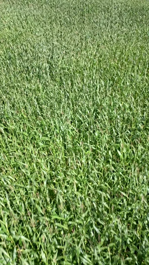 Corn field aerial. Stock Footage 248517025