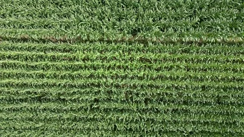 Corn field aerial. Stock Footage 248517105