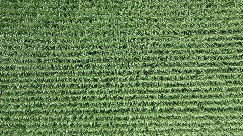Corn field aerial Stock Footage 251149852
