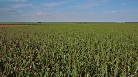 Corn field aerial shot flying extremely low and fast Stock Footage 45970951