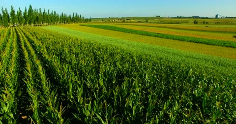 Corn field Aerial shot Video stock 67579677