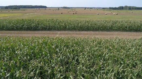 Corn field, aerial view Stock Footage 123653267