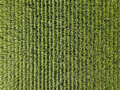 Corn field aerial view Photos