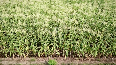 Corn Field Aerial View Shot Stock Footage 235810850