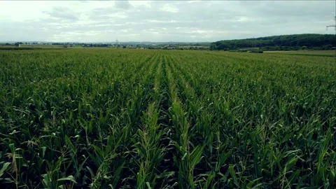 Corn field - aerial view with wind 스톡 동영상 159588059