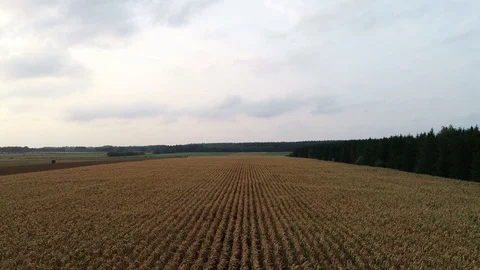 Corn field is affected by the drought drought Video stock 117532728