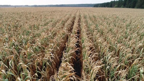 Corn field is affected by the drought drought Stock Footage 117533200