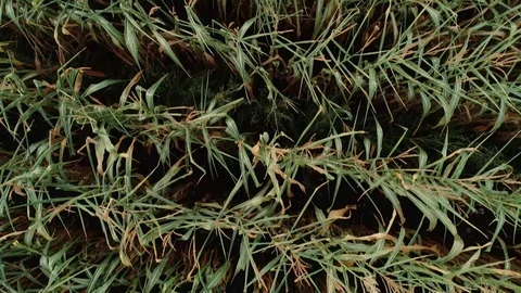 Corn field is affected by the drought drought Stock Footage 117533289