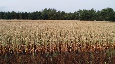 Corn field is affected by the drought drought Stock Footage 117533375