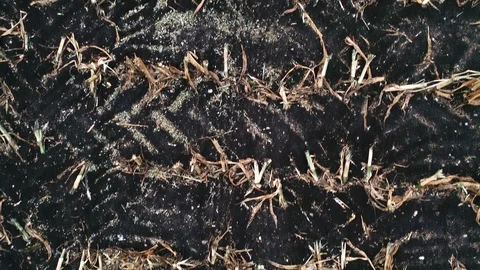 Corn field is affected by the drought drought Stock Footage 117533474