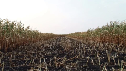 Corn field is affected by the drought drought Video stock 117533633
