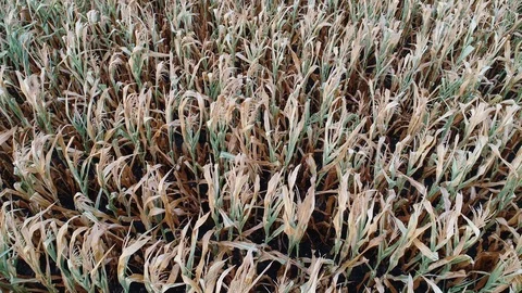 Corn field is affected by the drought drought Stock Footage 117533642