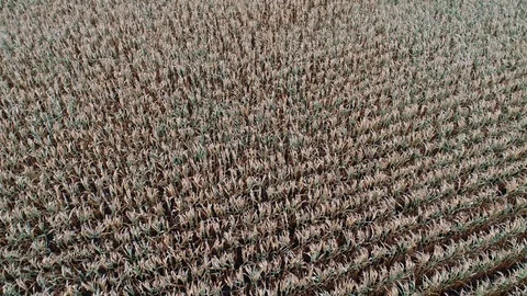 Corn field is affected by the drought drought Stock Footage 117533648