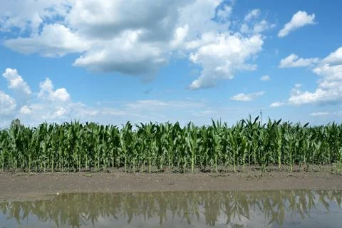 Corn field after flood 库存照片