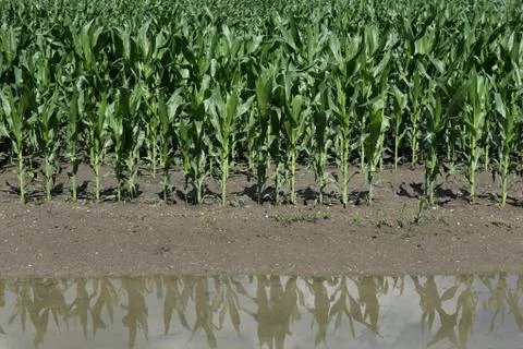 Corn field after flood Stock Photos
