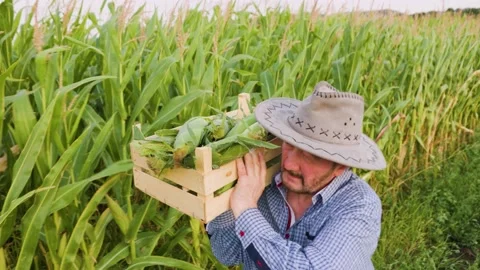 In a corn field, after a hard working day, elderly farmer carries a box of crops Stock Footage 205190573