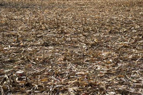 Corn field after harvest in fall Stock Photos