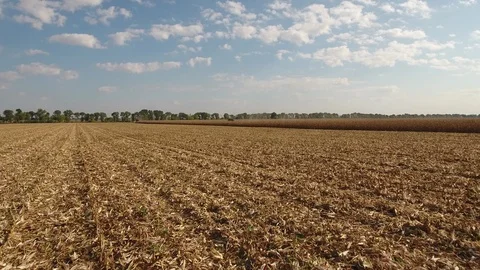Corn field after harvest Stock Footage 117210135
